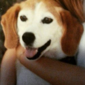 Patty our beagle